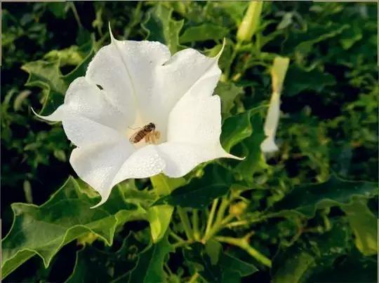 颜值平平的*疆新**路边野花，早已跻身天界神话？