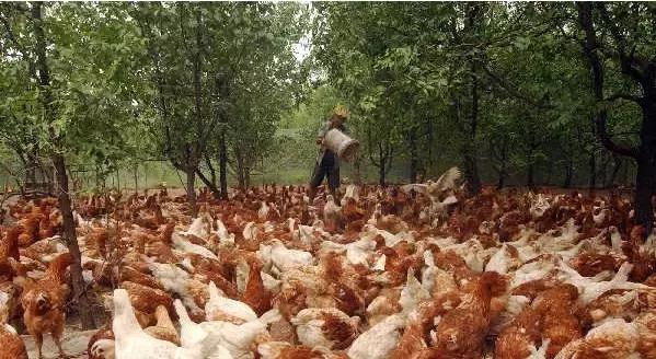 凭什么他的鸡这么受欢迎？给小编来一打！