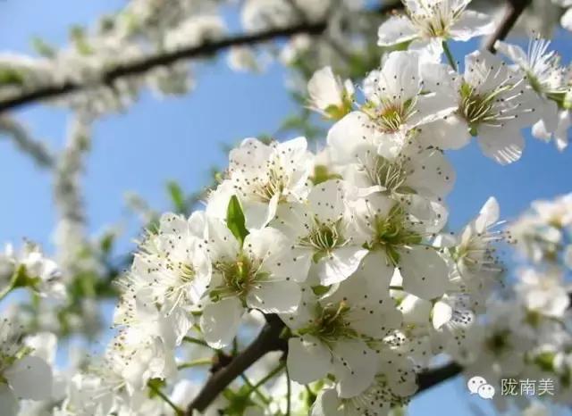 甘肃省第一美人是谁,陇南美女甘肃