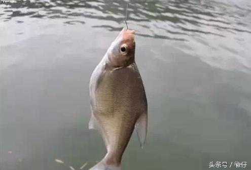 七十二杂鱼名称,三花五罗七十二杂鱼是指东北鱼吗