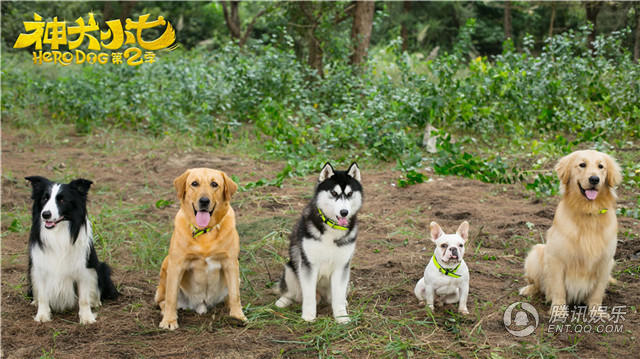 神犬小七第一季结局小七跟谁走了,神犬小七发生了什么