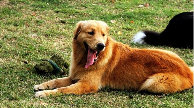 金毛容易得的病怎么预防,金毛容易得皮肤病吃什么