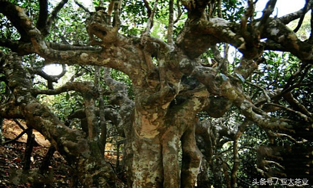 冰岛普洱茶茶山风景,普洱名山薄荷塘