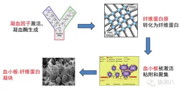 是救命仙丹,还是夺命惊魂丨一页手册·协和八