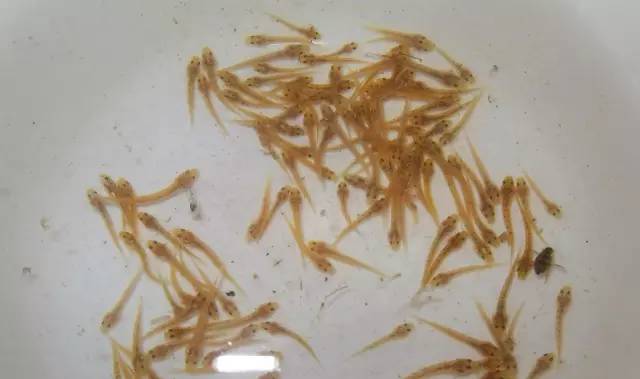 泥鳅苗死亡是什么原因,泥鳅苗易生哪些病