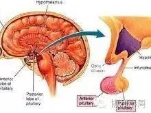 男性青春不发育是什么问题,男性不生长发育是什么病