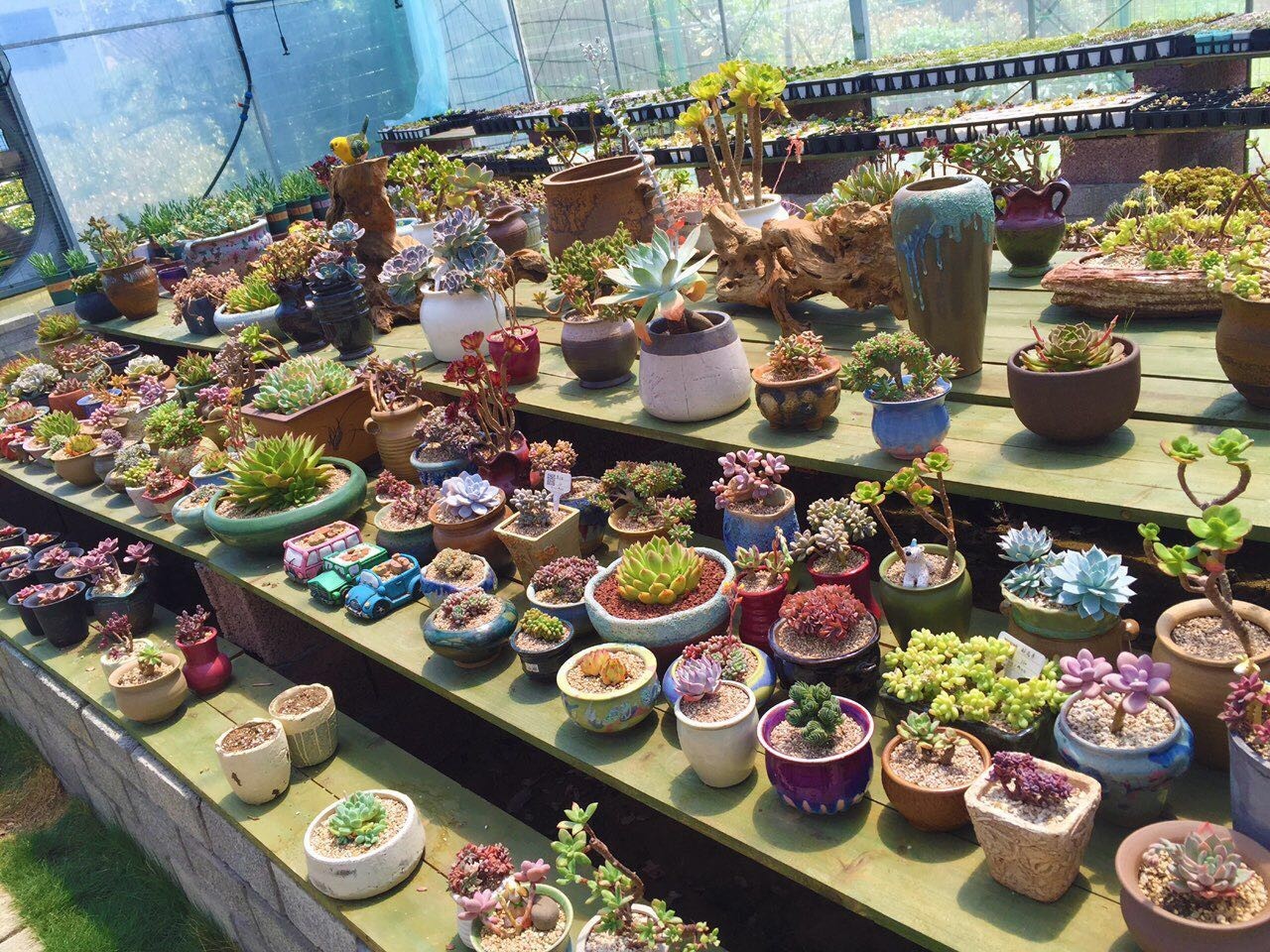 多肉包邮免费送,可爱多肉组合