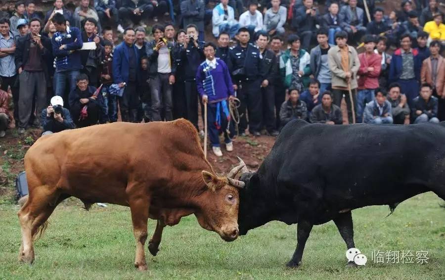满族节日有火把节吗,献礼火把节