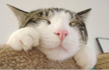 lpl四个战队头像,lpl战队头像升级版