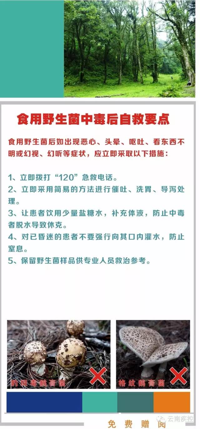 食用野生菌科普知识,菌类常识