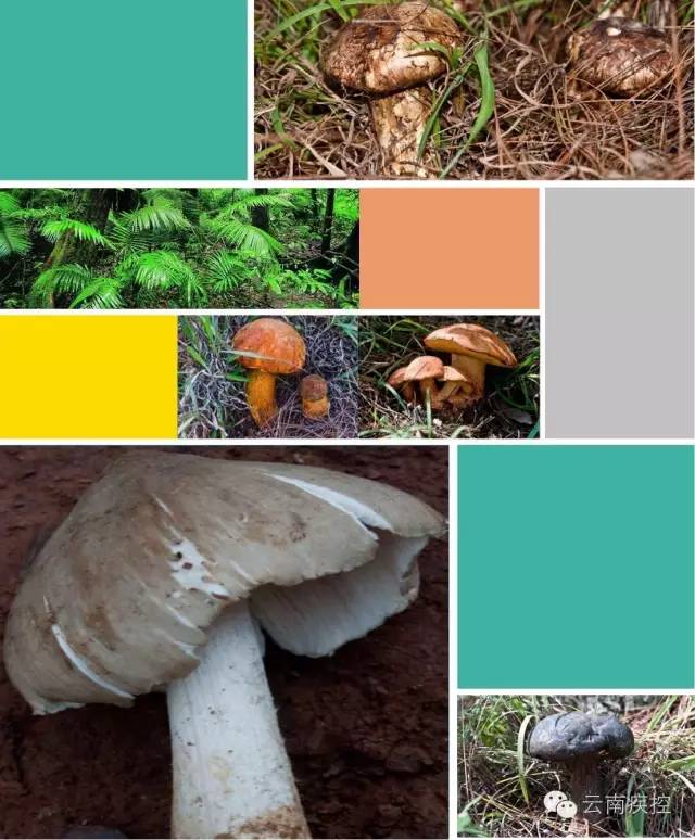 食用野生菌科普知识,菌类常识