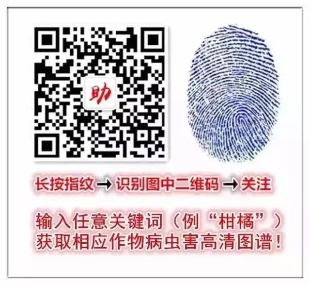 柑橘8月份病虫害防治,8月柑橘病虫害防治