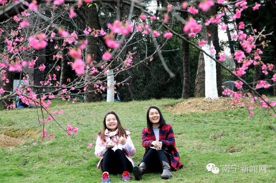 南宁哪里有假樱花,南宁樱花还有吗