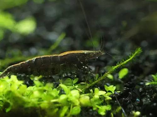 世界第一！台湾屏东水族王国靠出口观赏鱼虾年赚上亿