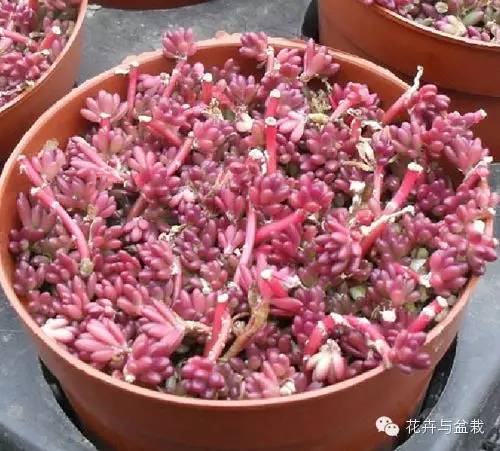 多肉紫色珍珠,多肉紫珍珠的养护