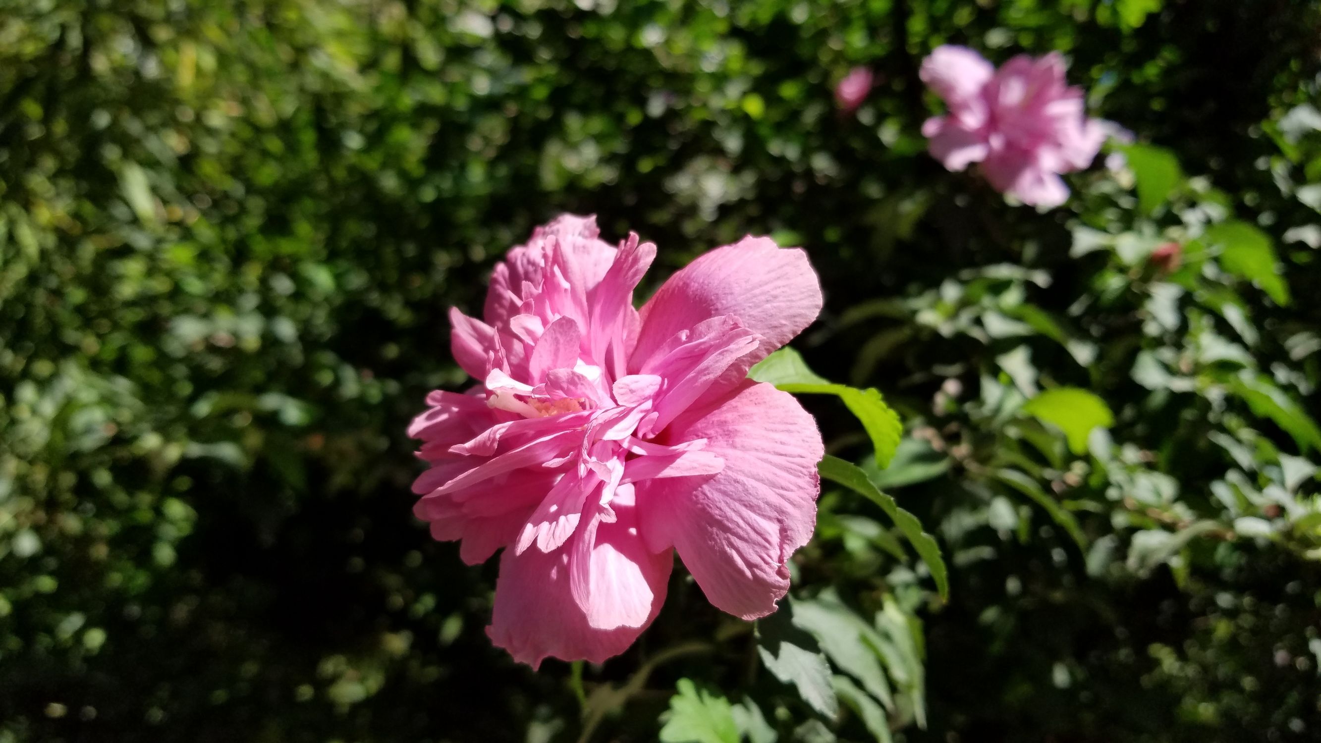 酷派乐视cool1,酷派cool1与cool1dual有什么区别