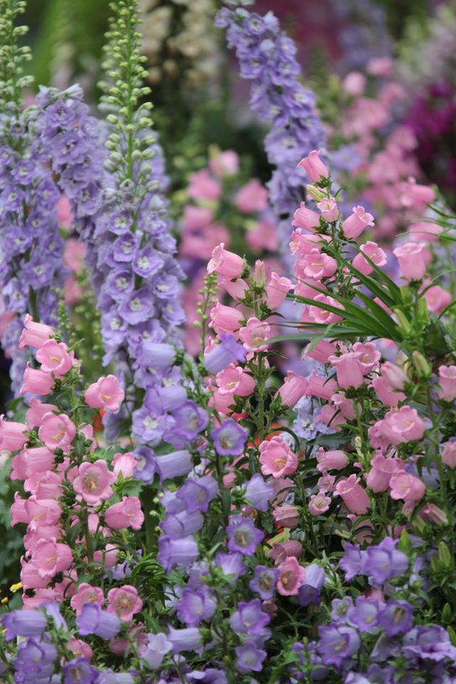 好看花儿的名字有哪些,所有非常美丽的花儿名字