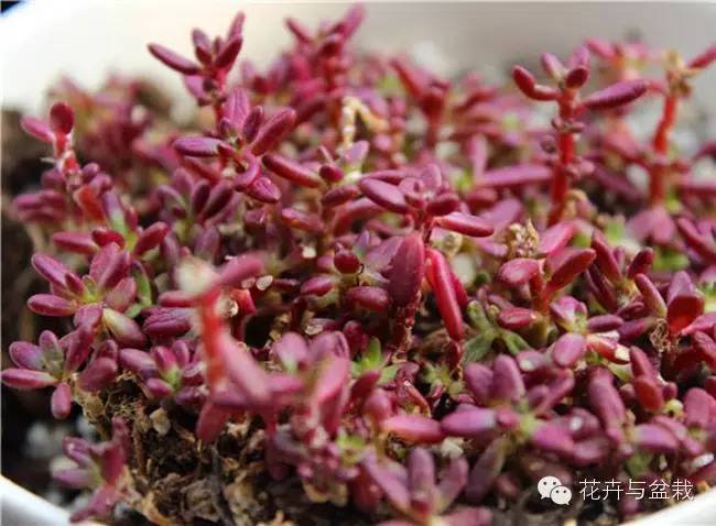 多肉紫色珍珠,多肉紫珍珠的养护