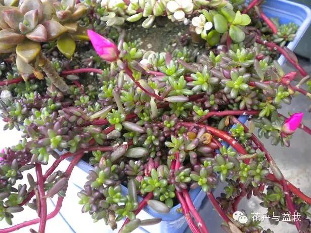 多肉紫色珍珠,多肉紫珍珠的养护