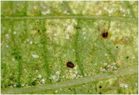 柑橘8月份病虫害防治,8月柑橘病虫害防治