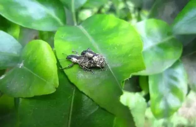 柑橘8月份病虫害防治,8月柑橘病虫害防治