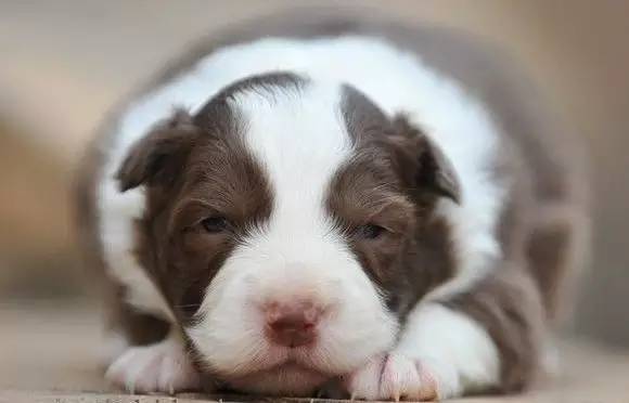 天气热狗狗中暑状态,狗热得好像中暑了咋办