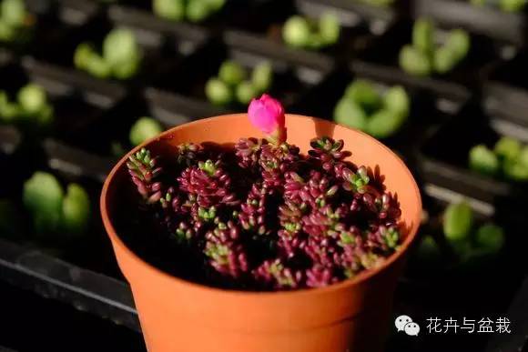 多肉紫色珍珠,多肉紫珍珠的养护