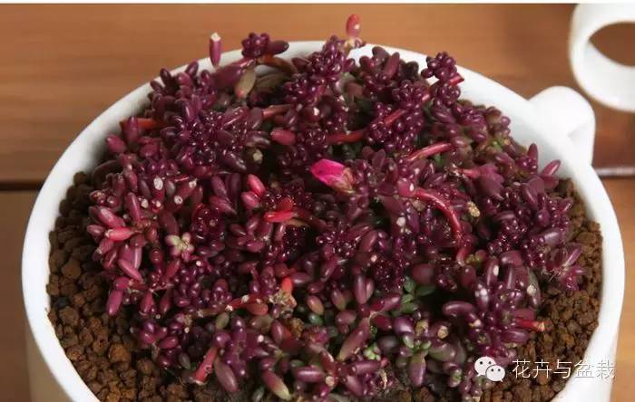 多肉紫色珍珠,多肉紫珍珠的养护