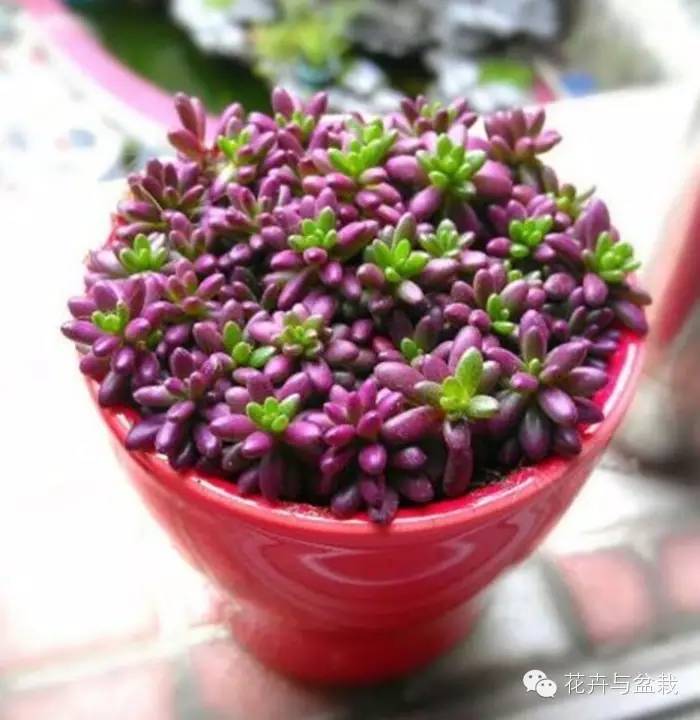 多肉紫色珍珠,多肉紫珍珠的养护