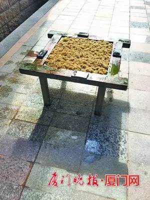 阳西潮汕石花冻是什么做的,潮汕石花洞怎样做潮汕石花冻