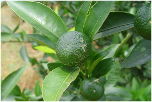 柑橘8月份病虫害防治,8月柑橘病虫害防治