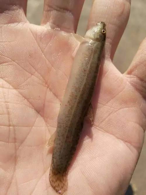 虾难养、鱼价低,广西合浦养殖户尝试转养台湾泥鳅