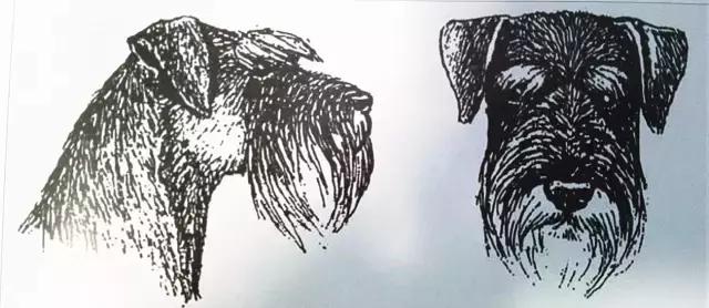 怎样挑选一只好的雪纳瑞犬,如何挑选一只适合家养的雪纳瑞