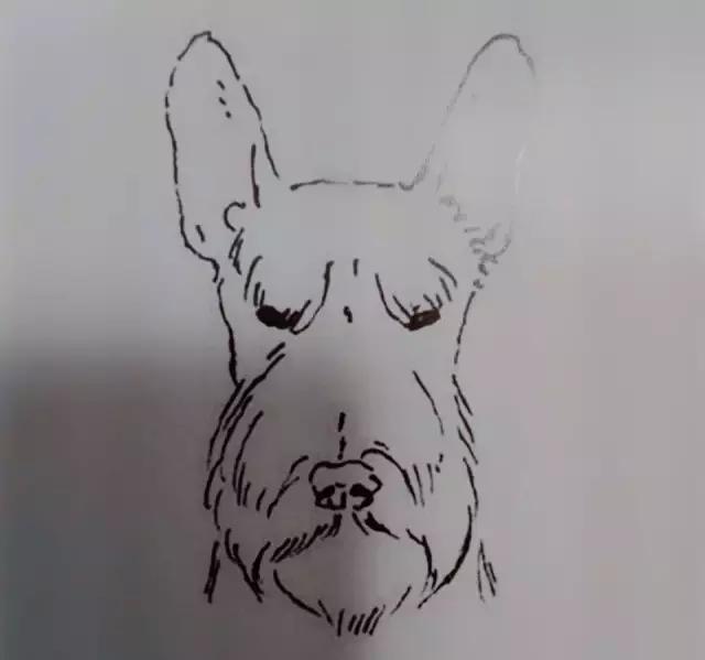 怎样挑选一只好的雪纳瑞犬,如何挑选一只适合家养的雪纳瑞