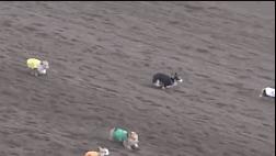 腿短是一种怎样的体验,纯柯基腿是什么标准的