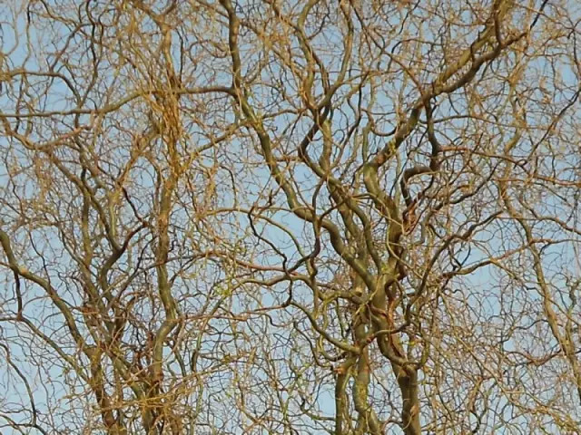 盗墓笔记最详细的豆瓣评论,盗墓笔记书名评分