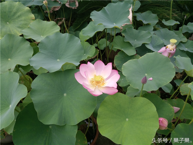 乐2pro现在还可以干什么,乐2pro手机怎么设置不卡