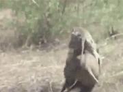 老王来了短视频,老王来了最近视频