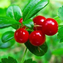 梦克拉面膜,梦可拉睡眠面膜有用吗