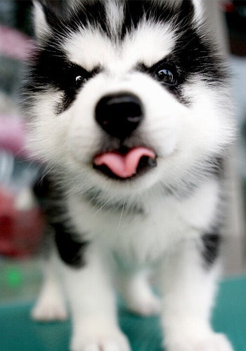 分析哈士奇的优缺点哈士奇好不好养