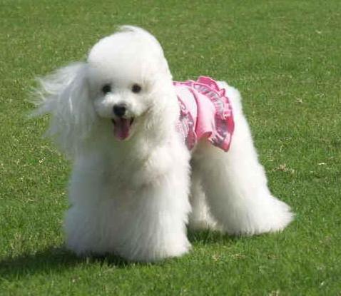 泰迪饲养注意事项,夏天泰迪狗狗生产注意事项