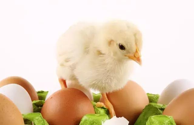 凭什么他的鸡这么受欢迎？给小编来一打！