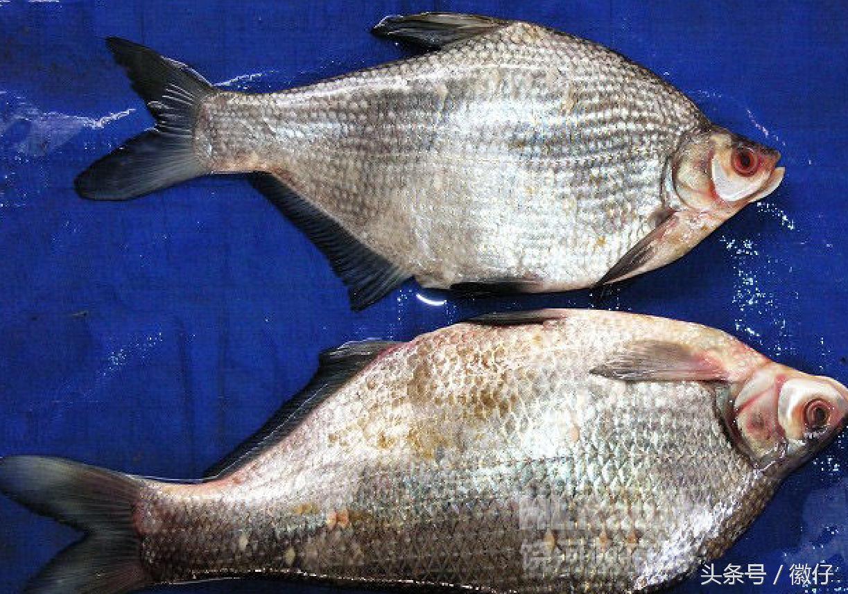 七十二杂鱼名称,三花五罗七十二杂鱼是指东北鱼吗