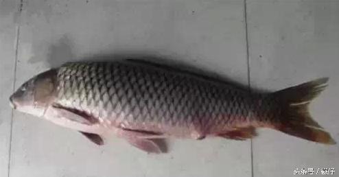 七十二杂鱼名称,三花五罗七十二杂鱼是指东北鱼吗