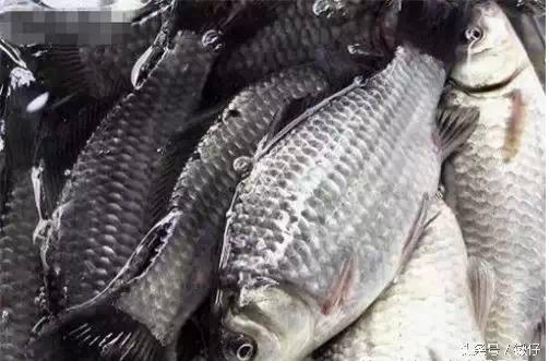七十二杂鱼名称,三花五罗七十二杂鱼是指东北鱼吗