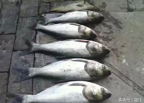 七十二杂鱼名称,三花五罗七十二杂鱼是指东北鱼吗