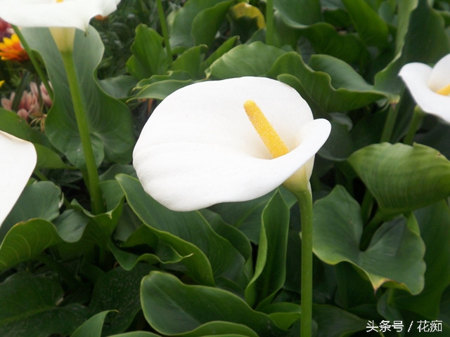 马蹄莲怎么养效果最好,马蹄莲在家养的寓意