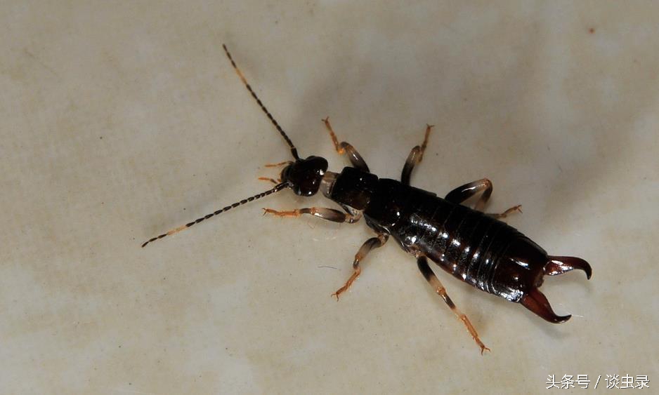 谈虫录：蜮虫含沙射影与钉头七箭书