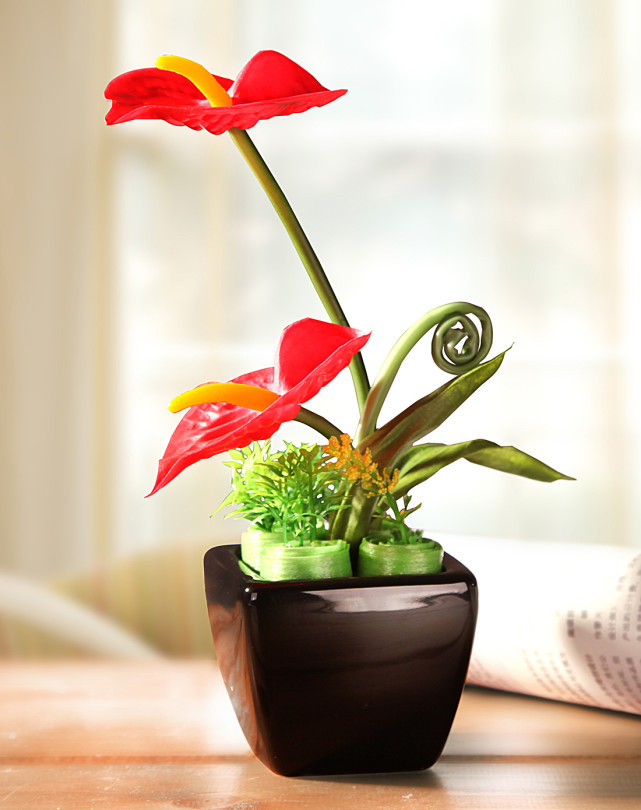 红掌家庭养法,养花大全红掌为什么不开花