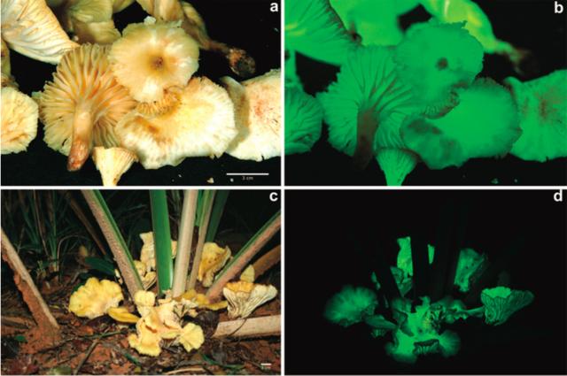 会发光的蘑菇叫荧光啥,荧光小蘑菇特点